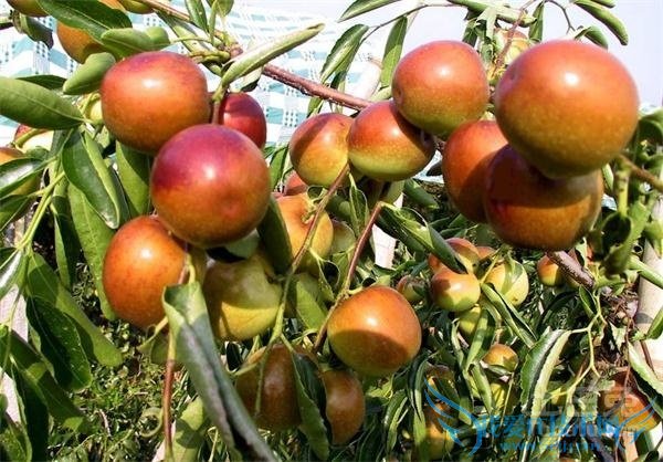 冬枣树管理 冬枣树管理