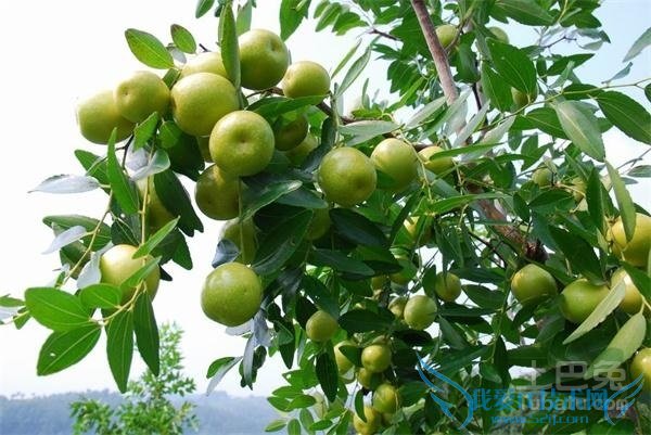 冬枣树管理 冬枣树管理