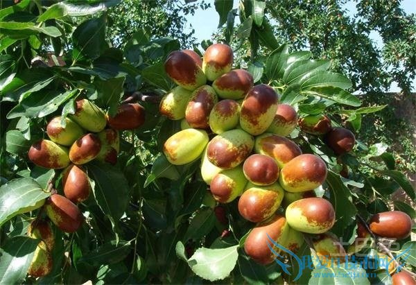 冬枣树管理 冬枣树管理