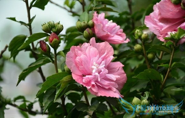 木槿的养殖方法 养护木槿有技巧