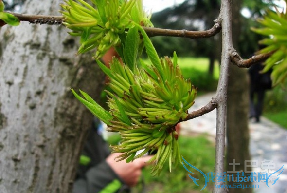 杜仲雄花茶的作用与功效