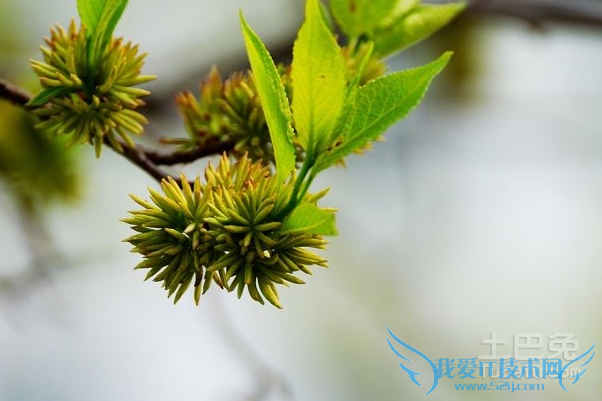 杜仲雄花茶的作用与功效