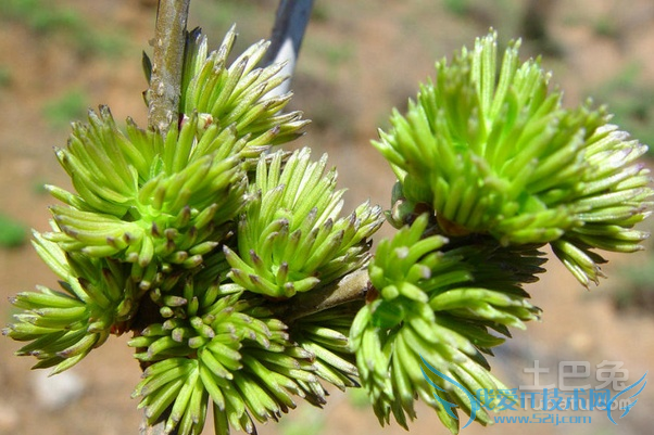 杜仲雄花茶的作用与功效