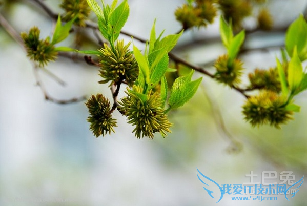 杜仲雄花茶的作用与功效