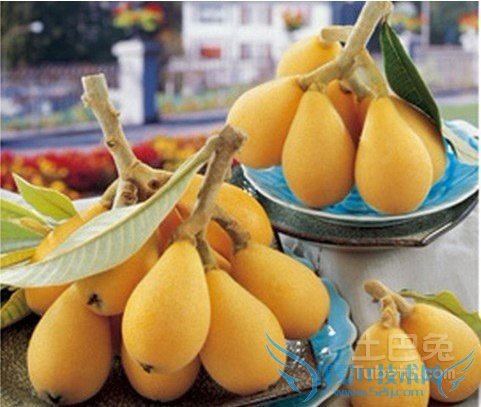 枇杷 枇杷