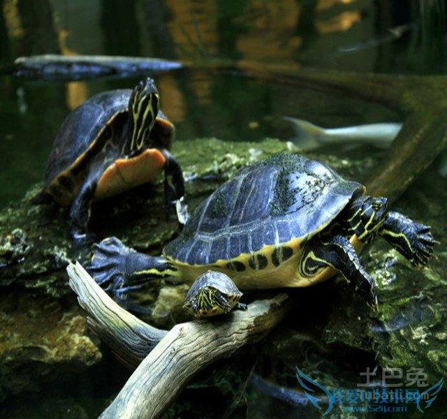 甜甜圈龟价格 甜甜圈龟价格