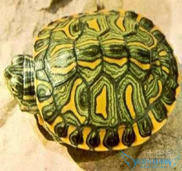 甜甜圈龟价格 甜甜圈龟价格