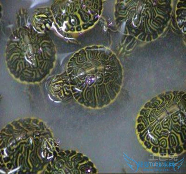 甜甜圈龟价格 甜甜圈龟价格