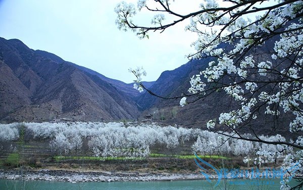 梨花是什么颜色的 梨花是什么颜色的
