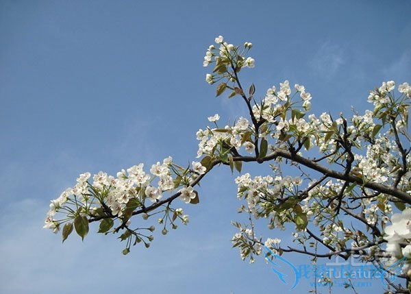 梨花是什么颜色的 梨花是什么颜色的