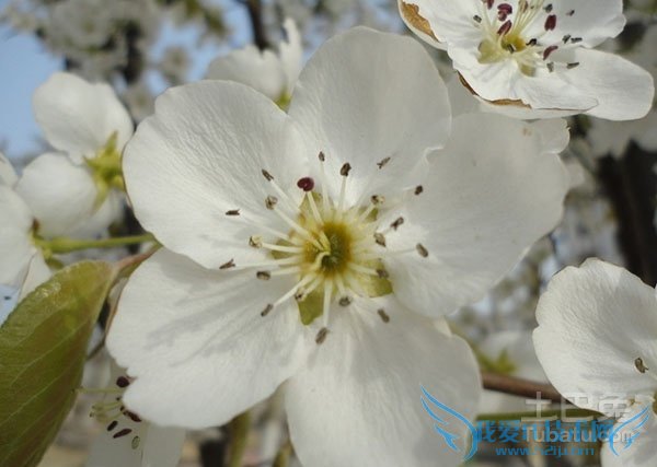 梨花是什么颜色的 梨花是什么颜色的