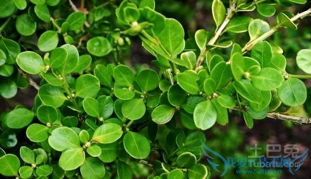 小叶黄杨价格 小叶黄杨价格