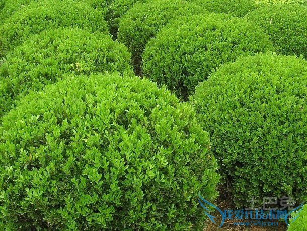 小叶黄杨价格 小叶黄杨价格