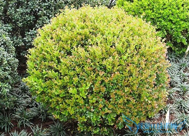 小叶黄杨价格 小叶黄杨价格