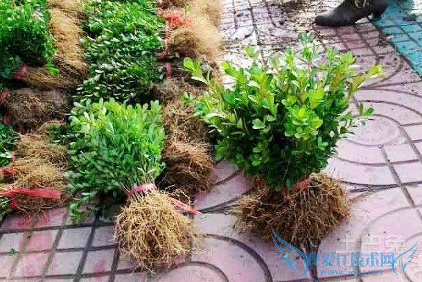 小叶黄杨价格 小叶黄杨价格