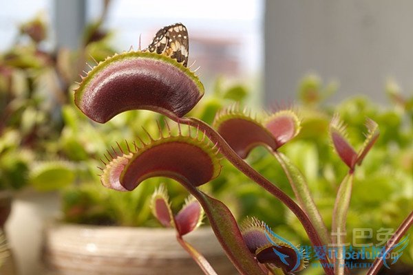 食肉植物的图片 食肉植物的图片