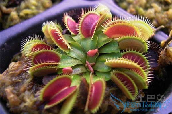 食肉植物的图片 食肉植物的图片