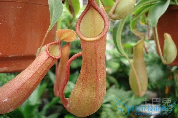 食肉植物的图片 食肉植物的图片