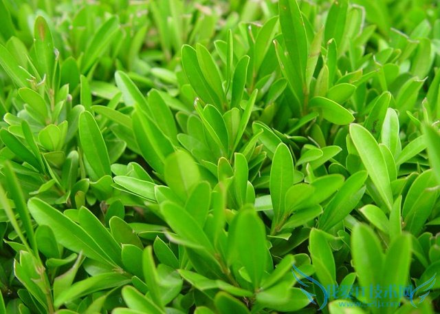 雀舌黄杨 雀舌黄杨
