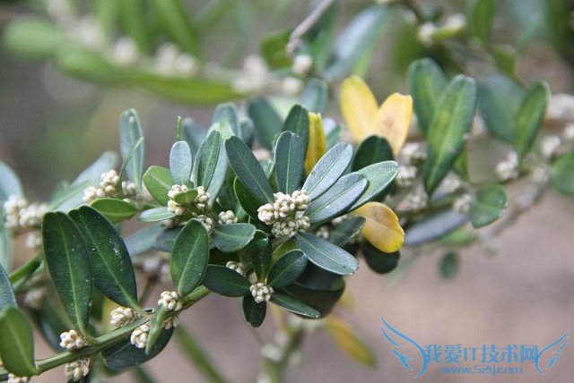 雀舌黄杨 雀舌黄杨