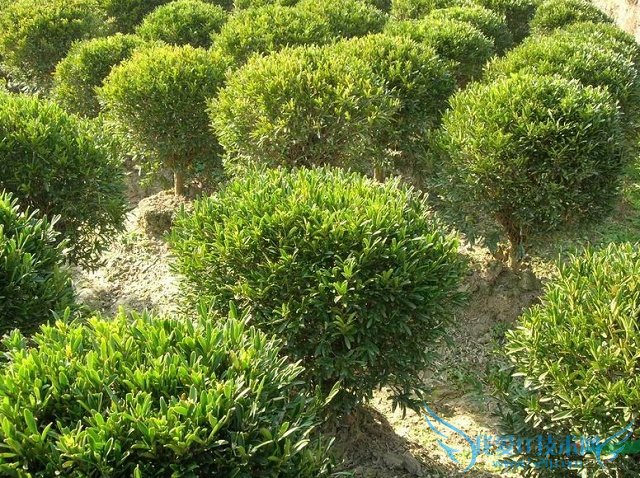 雀舌黄杨 雀舌黄杨