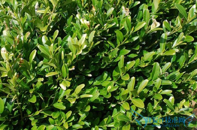 雀舌黄杨 雀舌黄杨