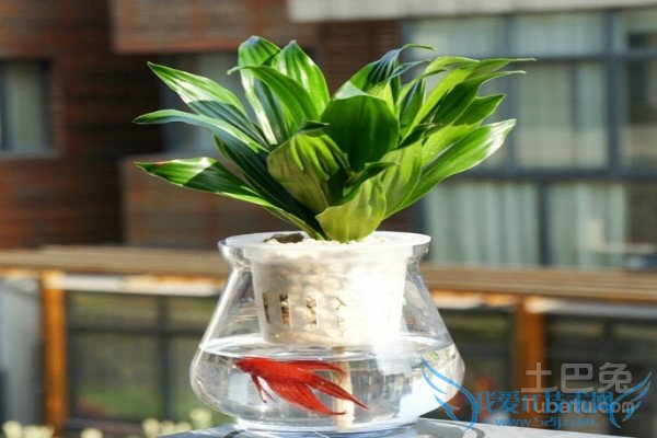 水养植物养鱼 水养植物养鱼