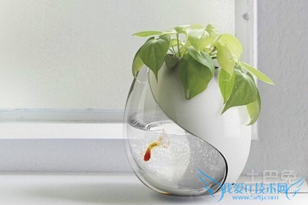 水养植物养鱼 水养植物养鱼