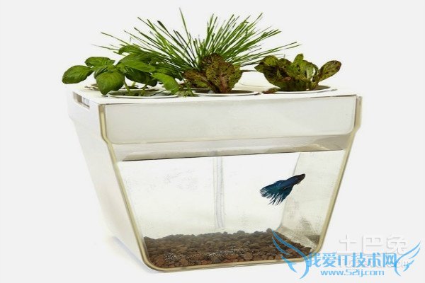 水养植物养鱼 水养植物养鱼