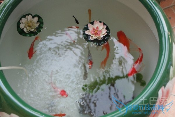 水养植物养鱼 水养植物养鱼