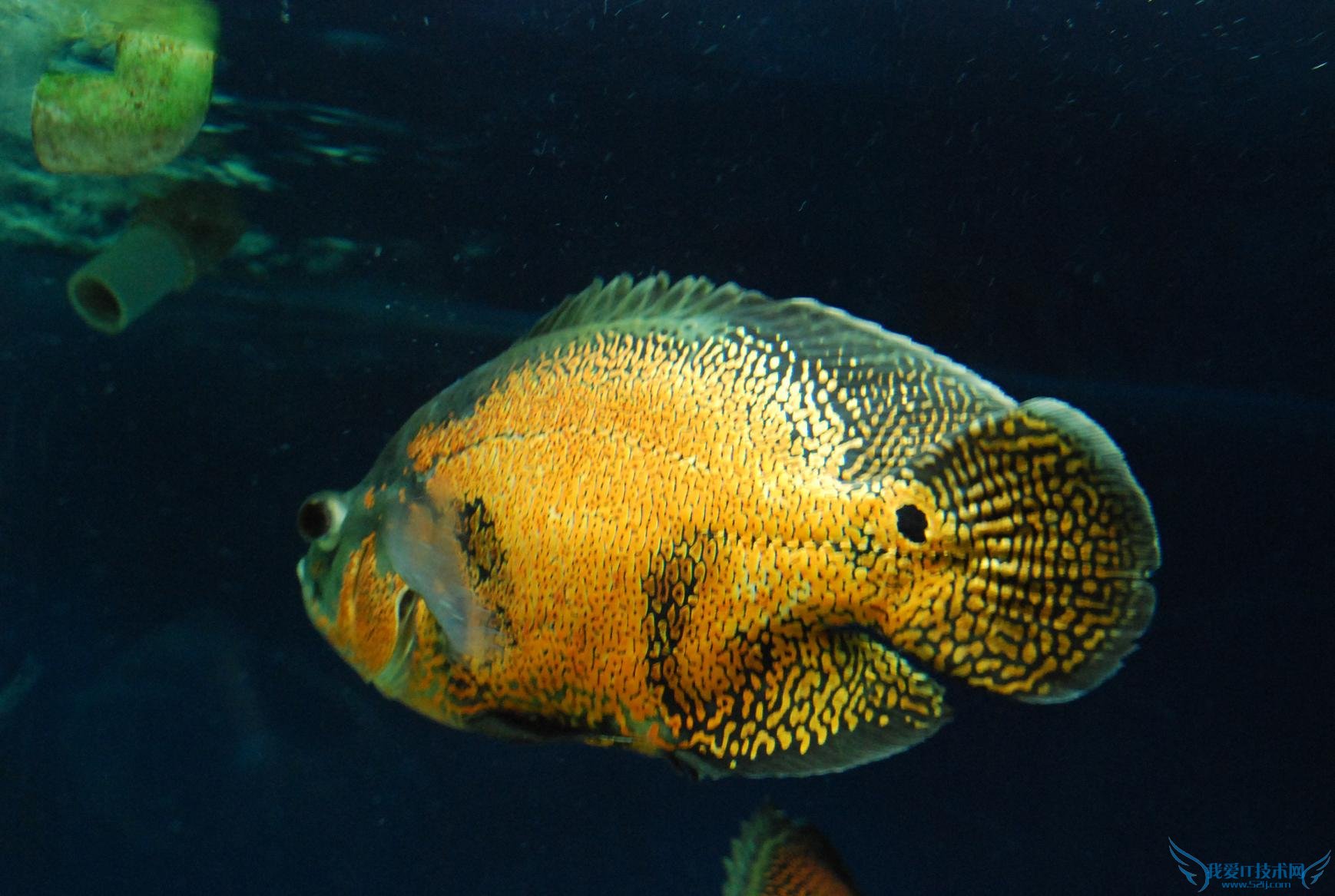 地图鱼怎么养? 新手养地图鱼必看秘笈