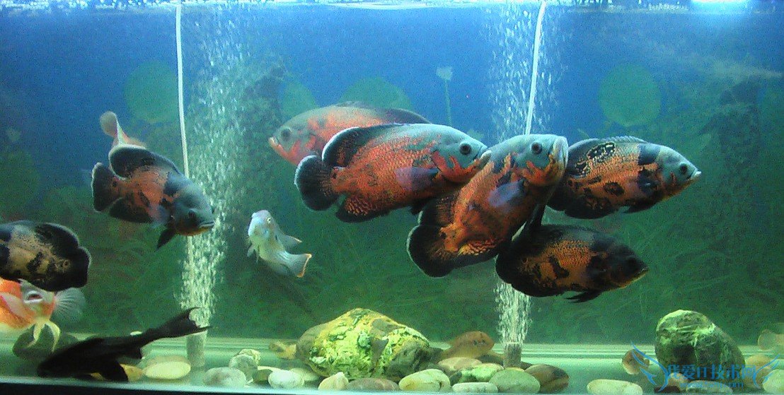 地图鱼怎么养? 新手养地图鱼必看秘笈