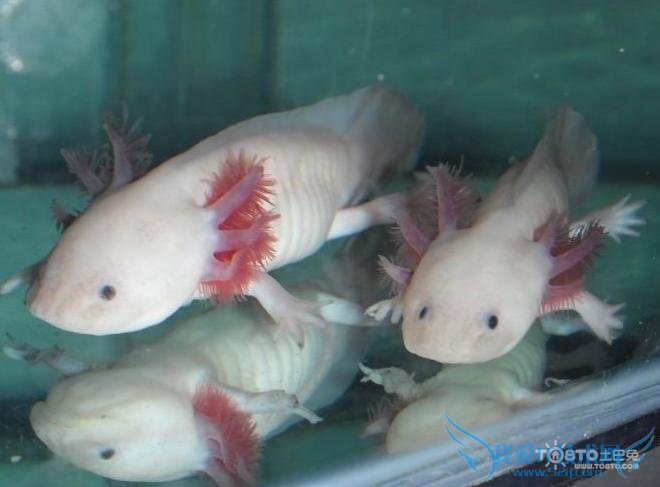 六角恐龙鱼 六角恐龙鱼