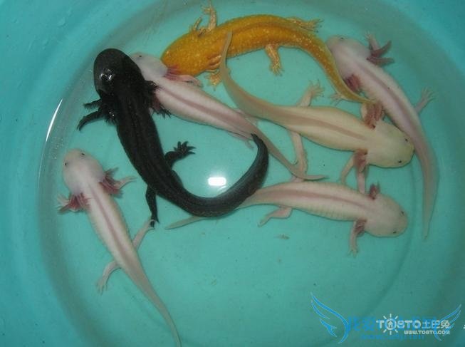 六角恐龙鱼 六角恐龙鱼