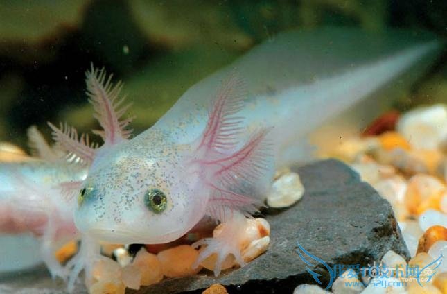 六角恐龙鱼 六角恐龙鱼