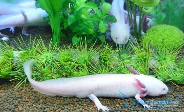 六角恐龙鱼 六角恐龙鱼