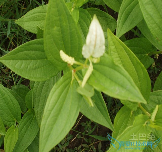 三白草图 三白草图