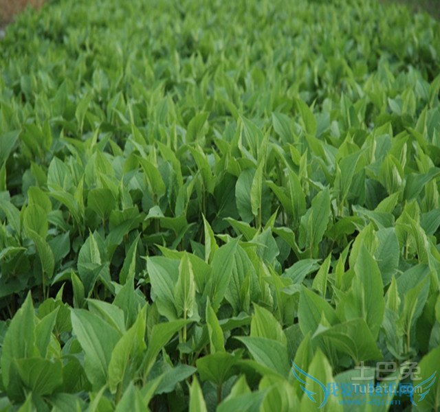 三白草图 三白草图