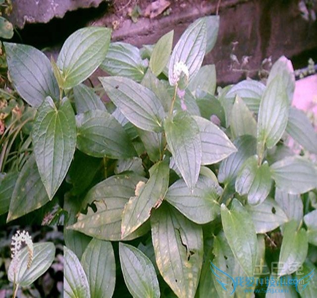 三白草图 三白草图