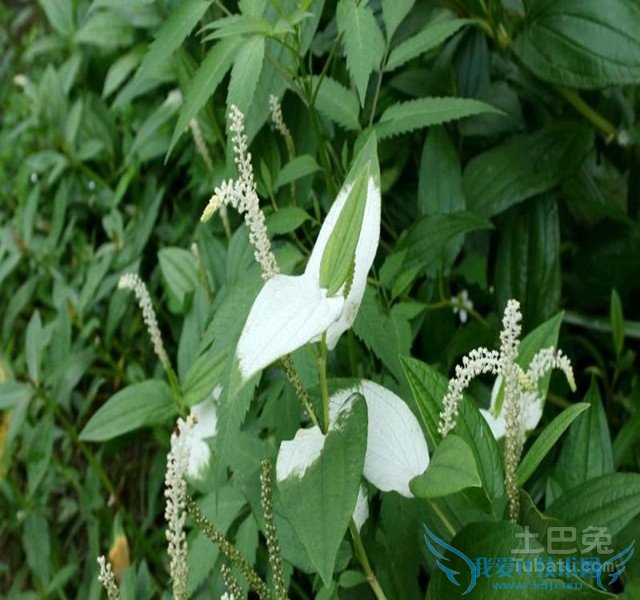 三白草图 三白草图