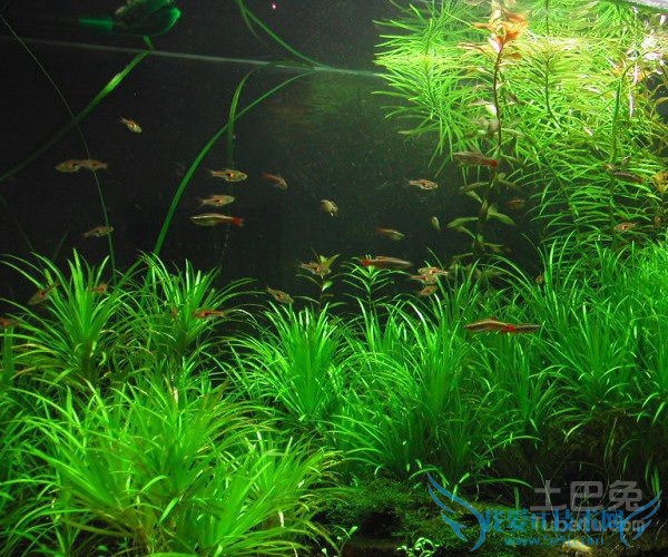 水藻图片 水藻图片