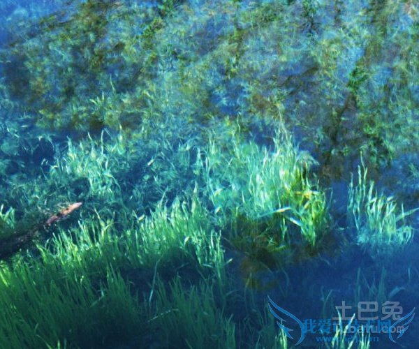 水藻图片 水藻图片