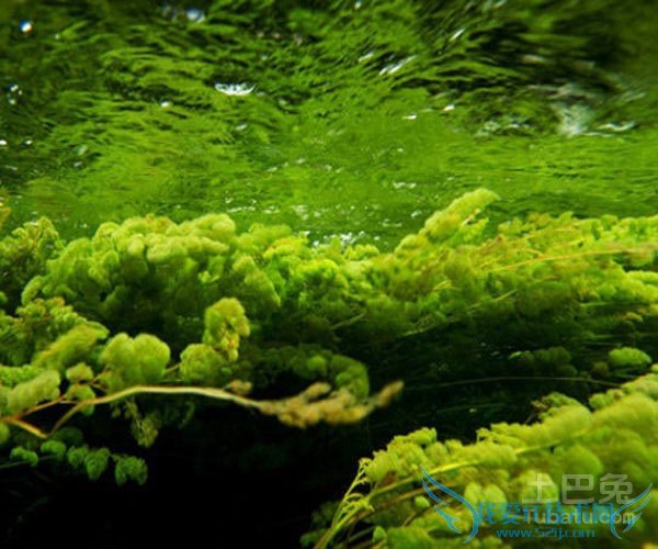 水藻图片 水藻图片