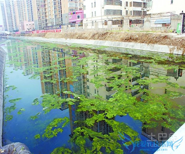 水藻图片 水藻图片