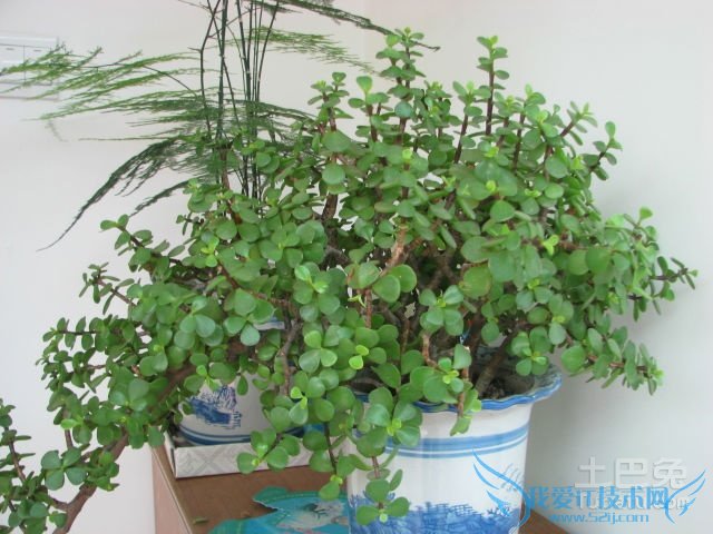 金枝玉叶植物图片