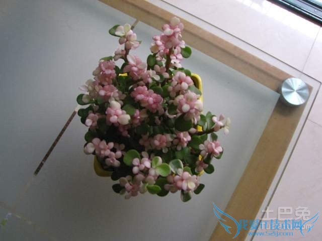 金枝玉叶植物图片