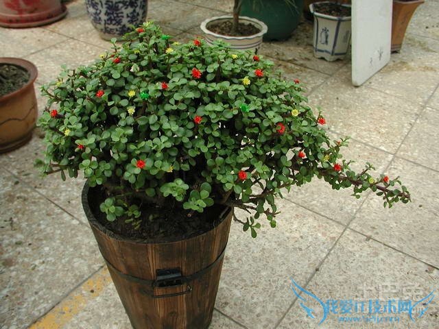 金枝玉叶植物图片