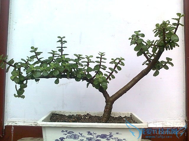 金枝玉叶植物图片