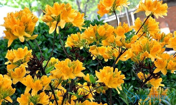 闹羊花价格 闹羊花价格