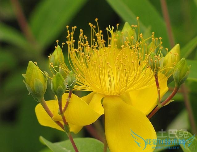 闹羊花价格 闹羊花价格